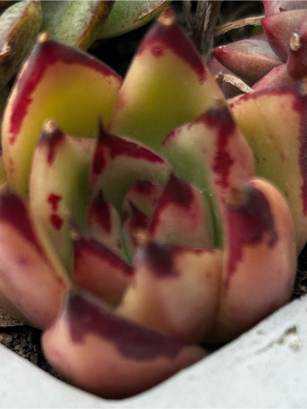 Imported Agavoides Maria Succulent